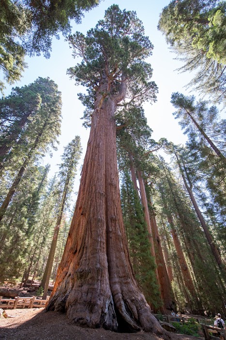 Sequoia National Park fotoğraf 1
