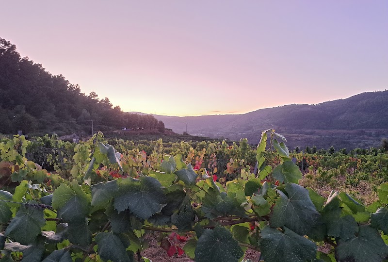 Bodega Casal do Canteiro photo 2
