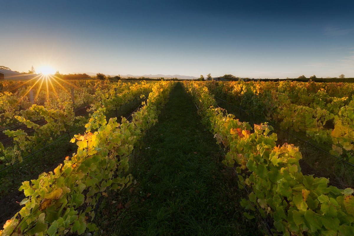 Greenhough Vineyard