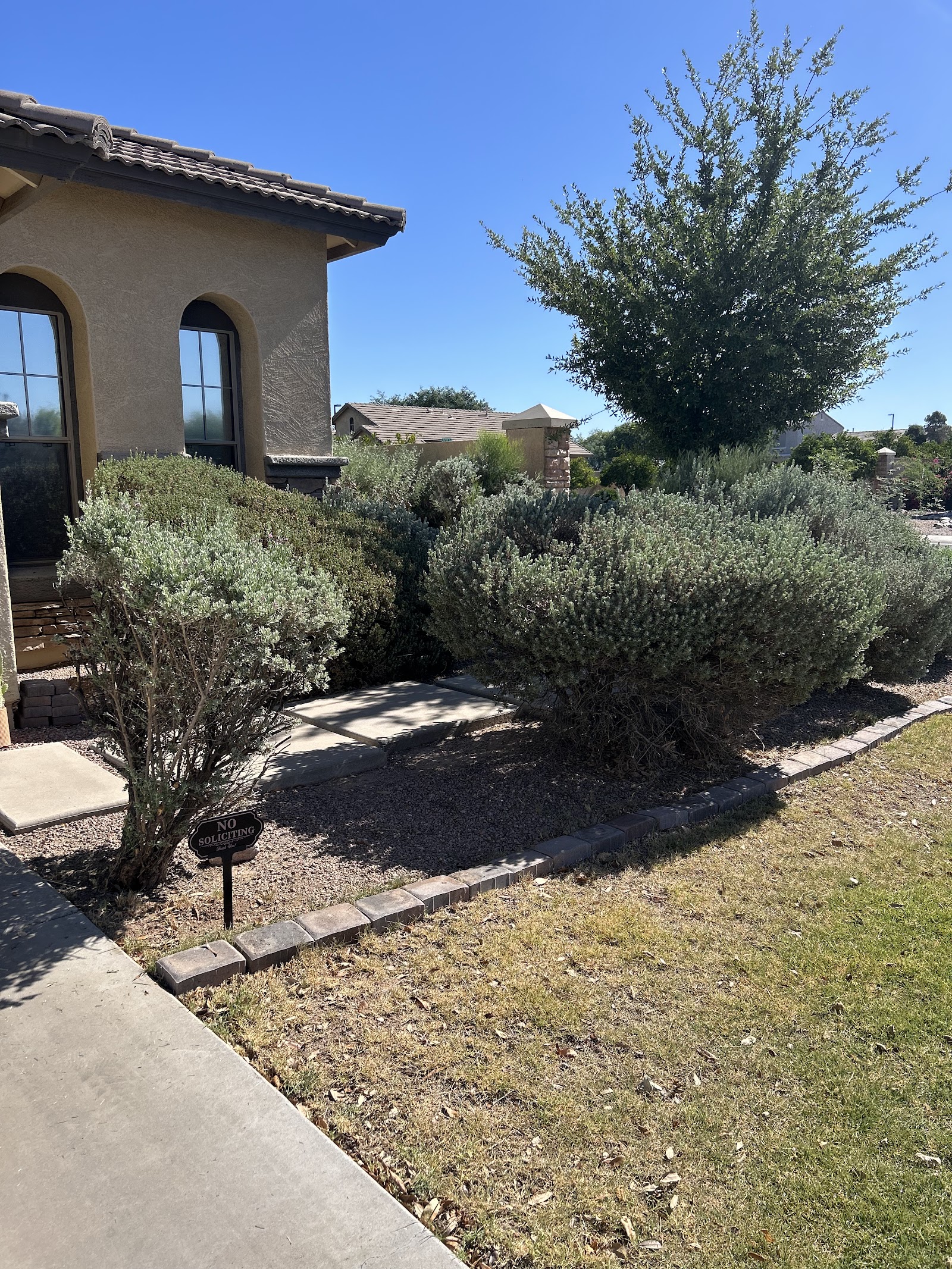 Lion Landscaping AZ LLC photo 5