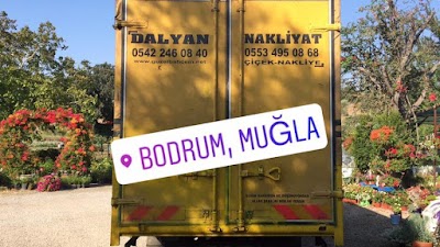 Dalyan Nakliyat - Nakliyat
