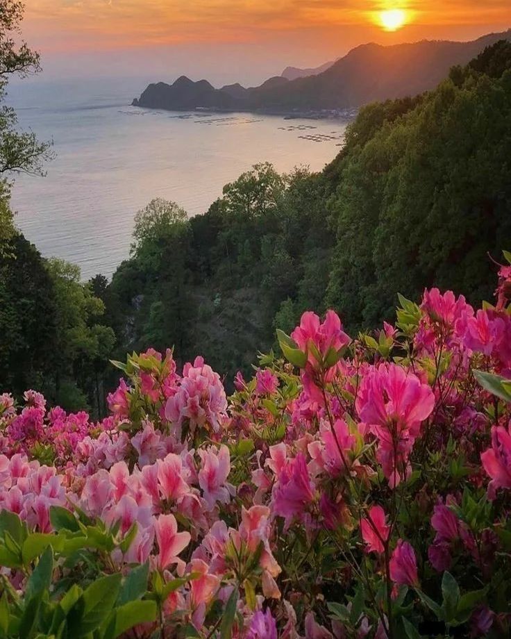 French Tulip Flower Shop: Google Places image 5