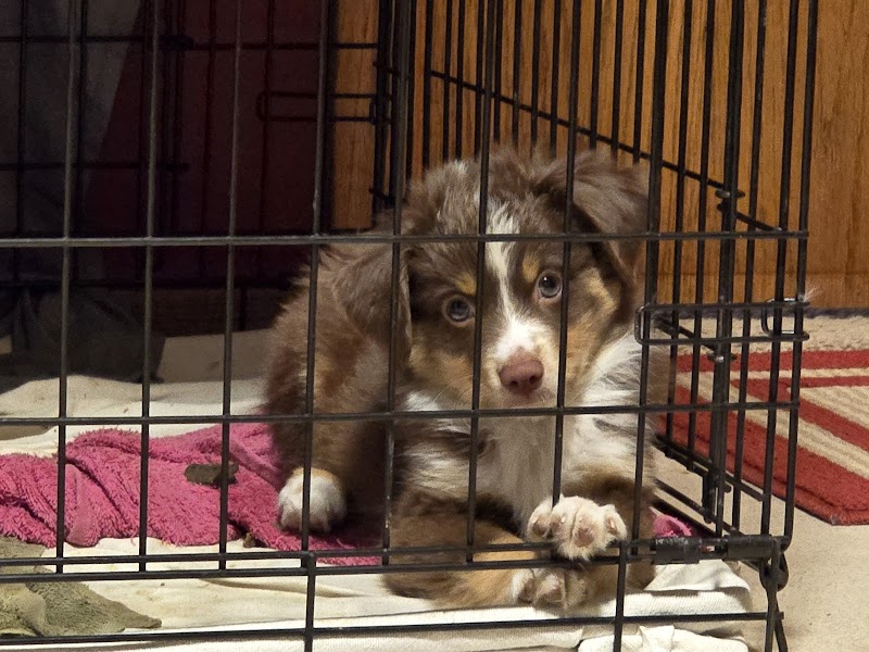 Doggie Dude Ranch - Photo 4