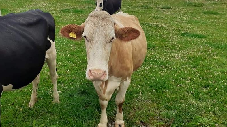 Pencoed Organic Farm