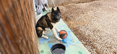 ציק וחברים - פנסיון כלבים, מעון יום ובית אבות לכלבים באילת.