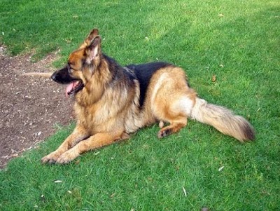 פנסיון לכלבים אייזנברג