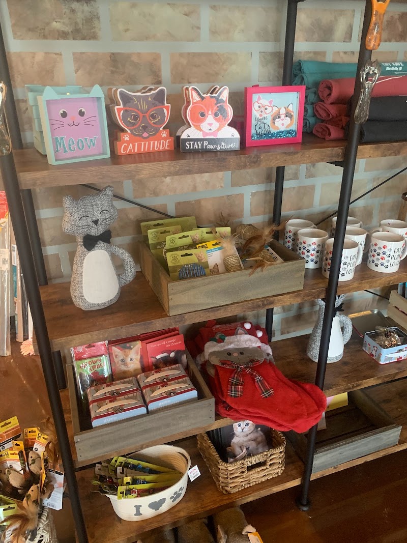 The Region Cat Cafe photo 1