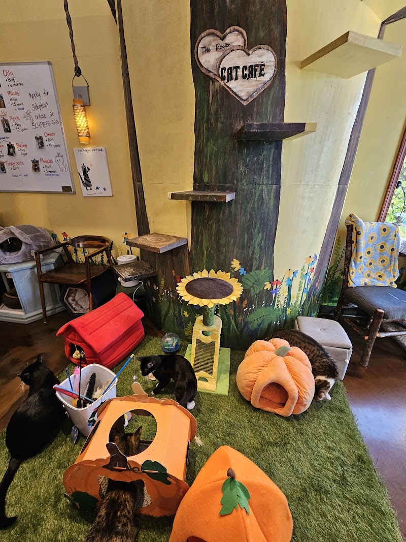 The Region Cat Cafe photo 3