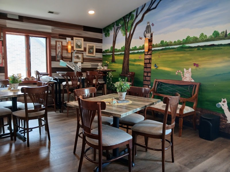 The Region Cat Cafe photo 4