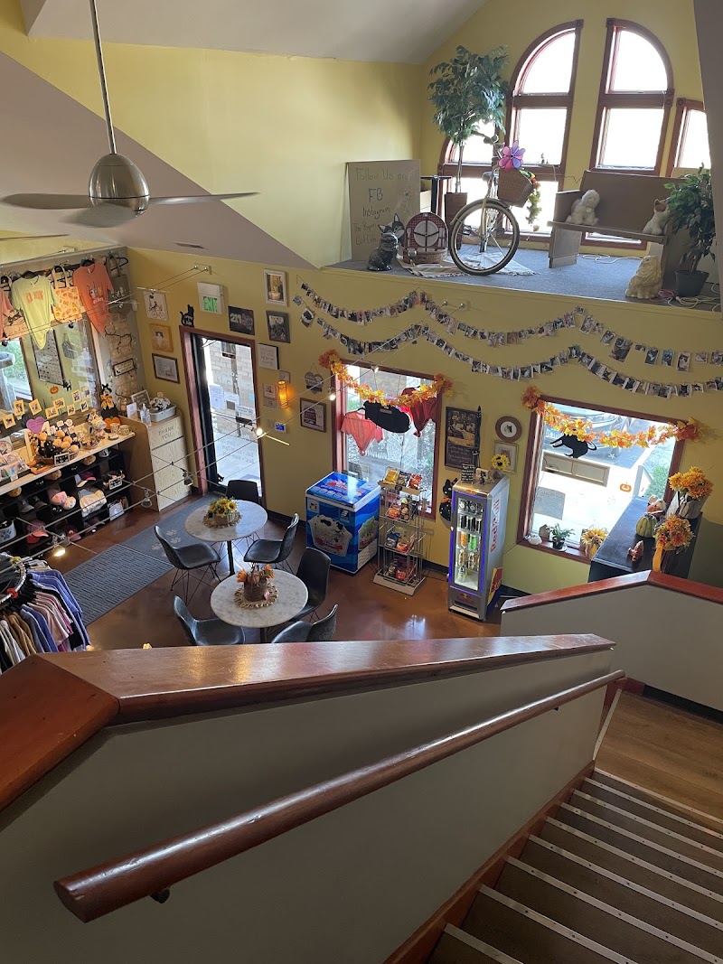 The Region Cat Cafe photo 4