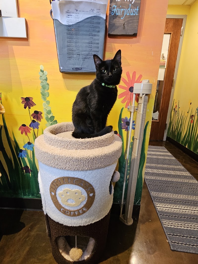 The Region Cat Cafe photo 2