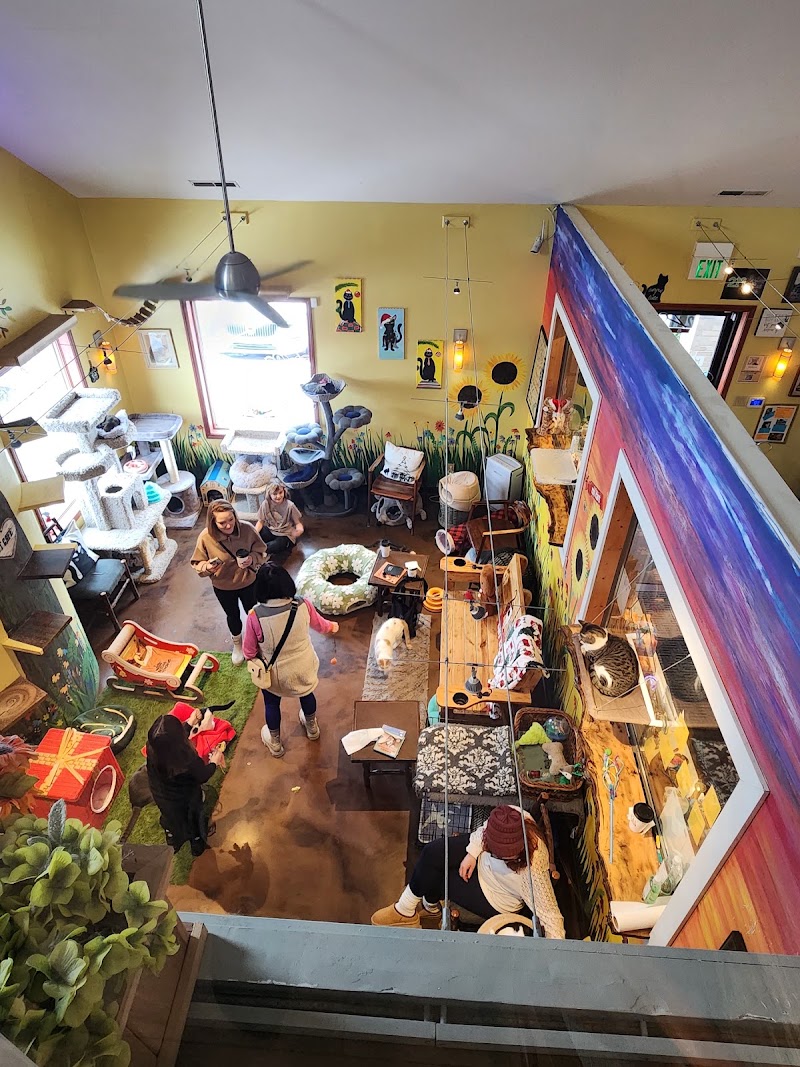 The Region Cat Cafe photo 4