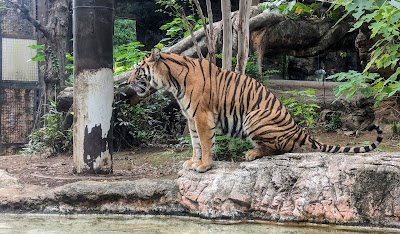 Ueno Zoo - 4