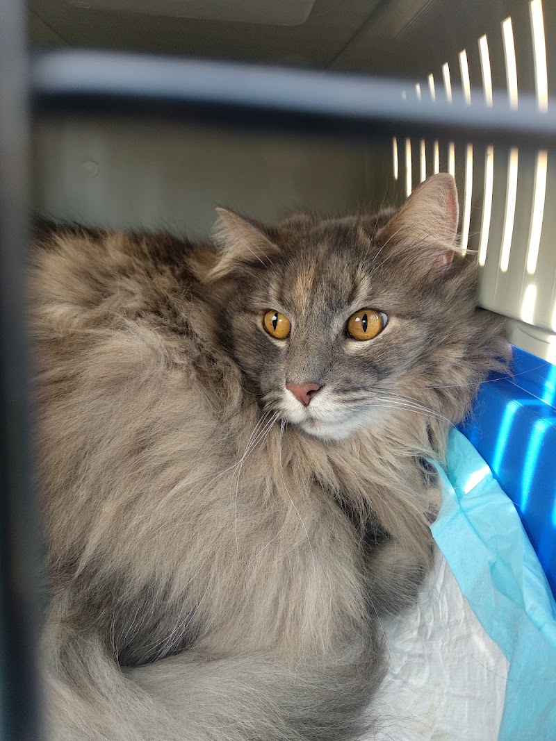 Clinica Veterinaria Pedigree