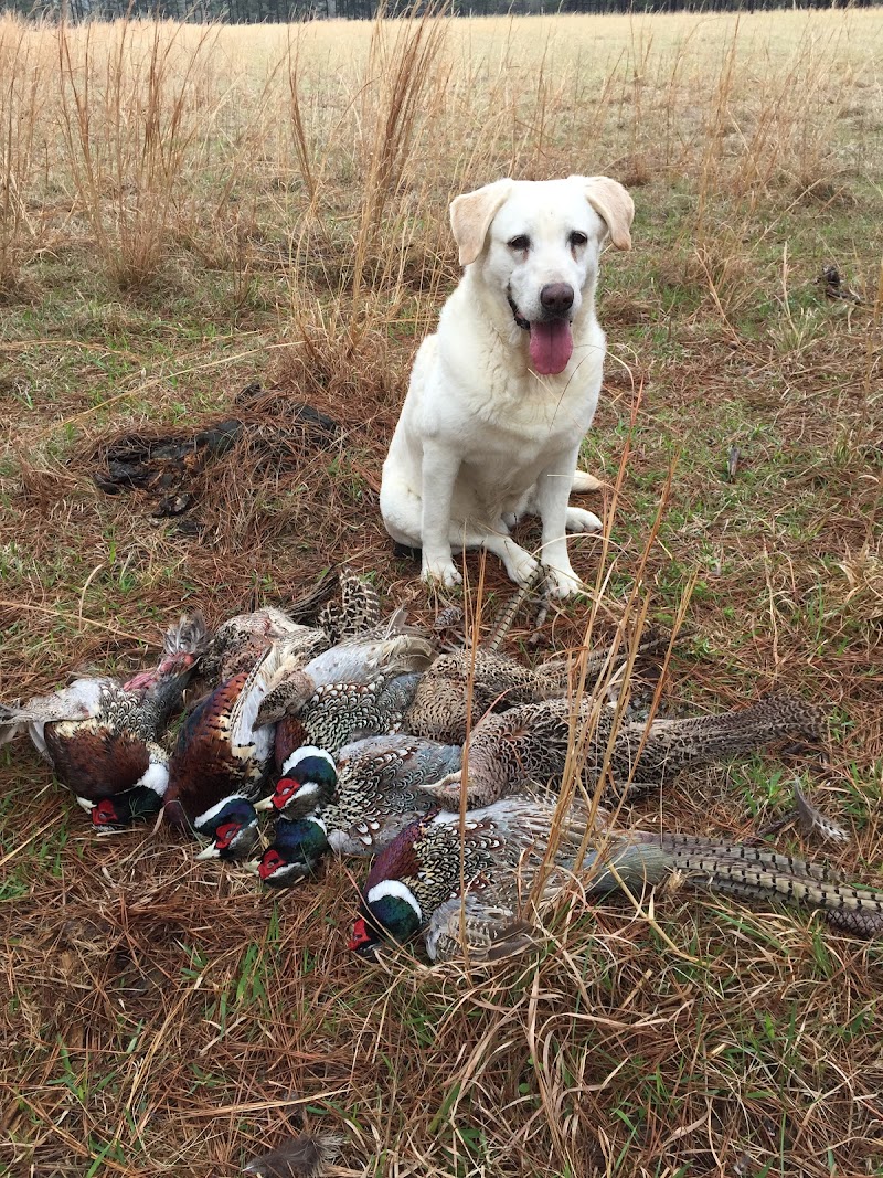 Dry Creek Ranch- Quail Hunting, Pheasant Hunting, Chukar Hunting And Red Stag Hunting In Louisiana - Photo 3