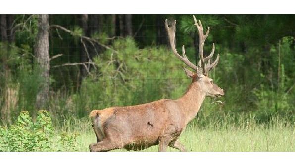 Dry Creek Ranch- Quail Hunting, Pheasant Hunting, Chukar Hunting And Red Stag Hunting In Louisiana