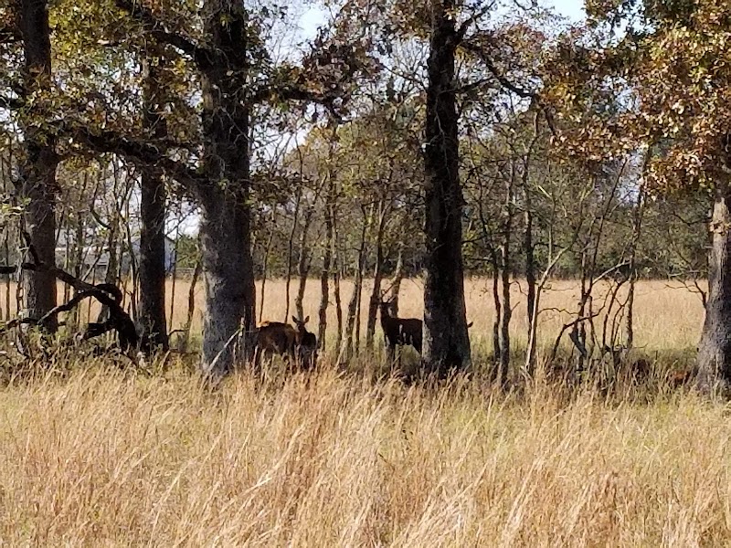 Dry Creek Ranch- Quail Hunting, Pheasant Hunting, Chukar Hunting And Red Stag Hunting In Louisiana - Photo 6