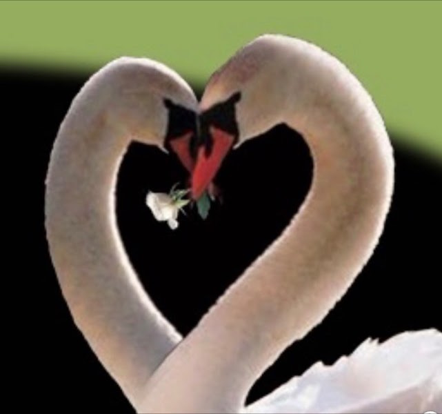 Golden Swan Of Boca ALF LLC