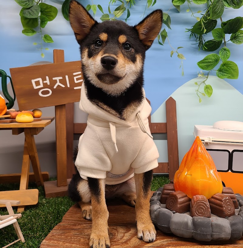 멍지트 사진 5
