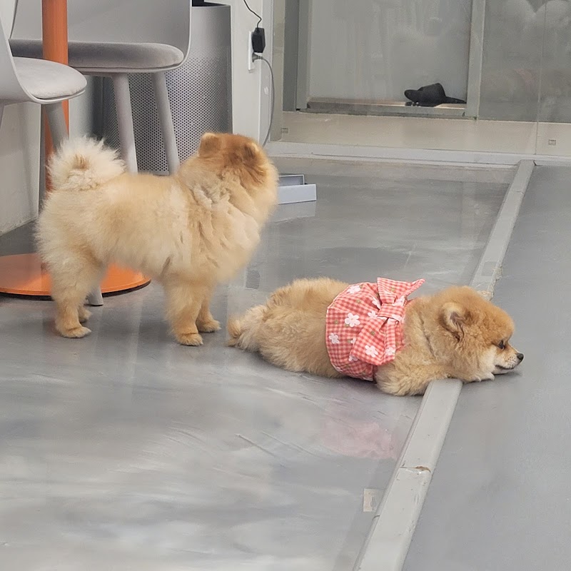 멍지트 사진 2