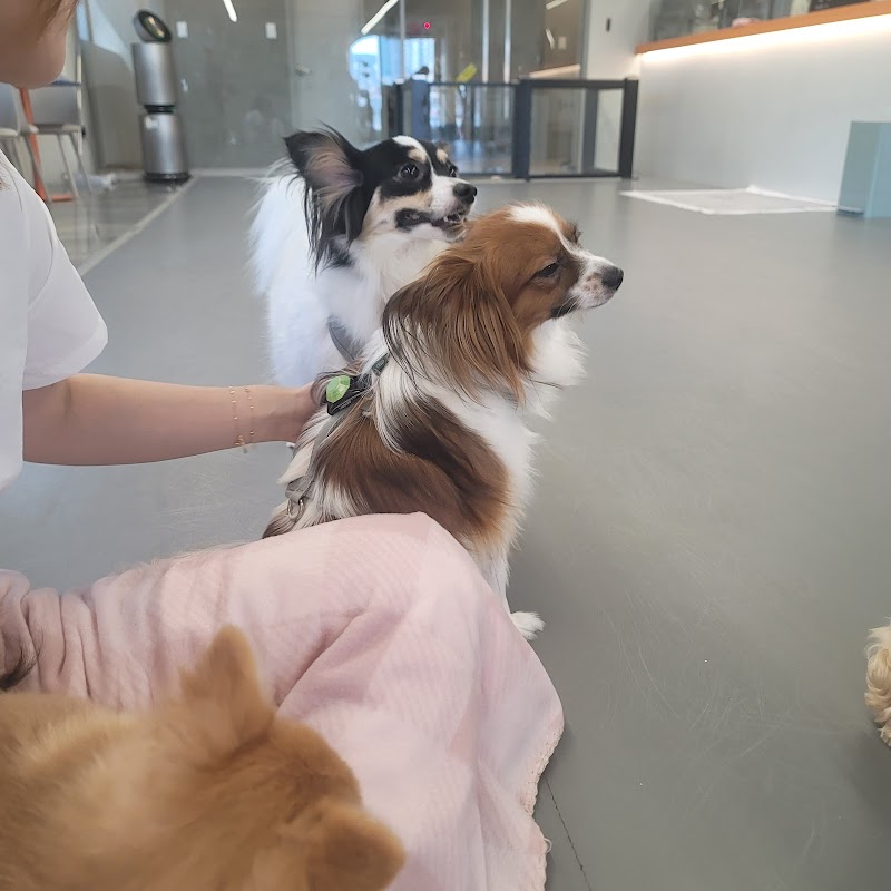 멍지트 사진 3