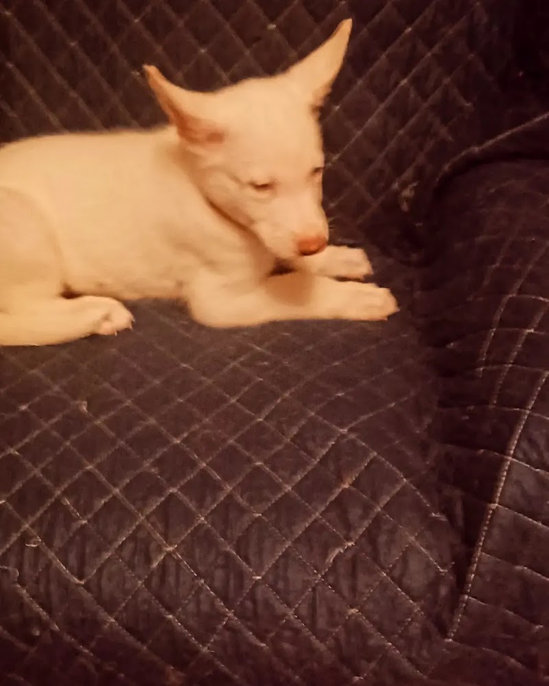 Dr. Michael D Putman, MD