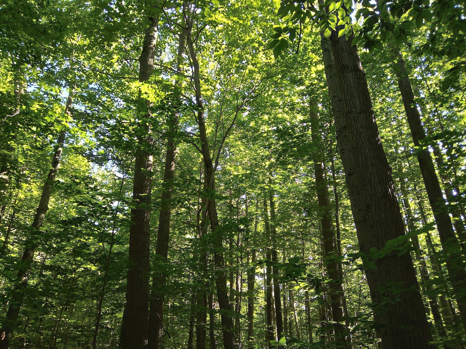 Otto Nature Preserve main