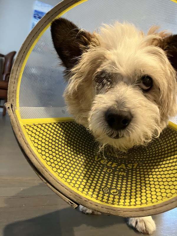 Veterinary Vision Animal Eye Specialists