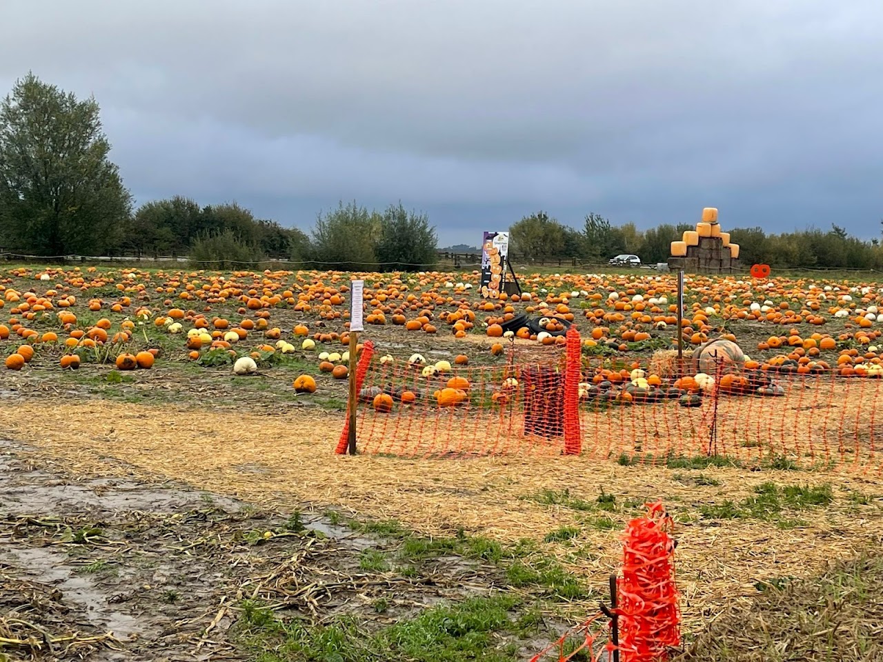 Tyrrells Farm Pick Your Own Pumpkins