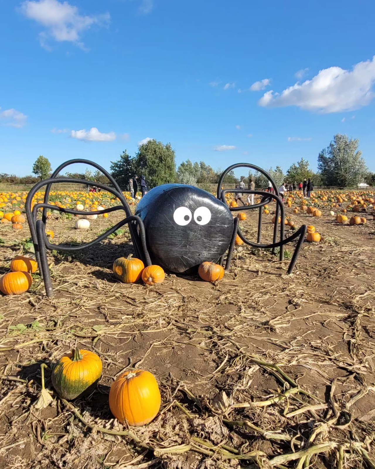 Tyrrells Farm Pick Your Own Pumpkins