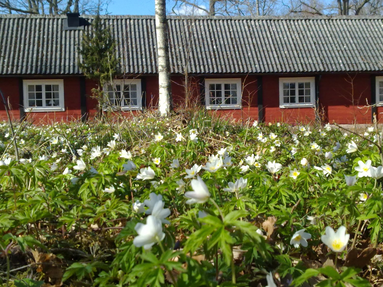 Långasjö Vandrarhem S T F