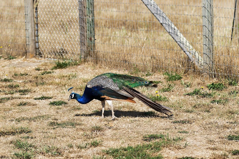 Olympic Game Farm Inc. - Photo 2