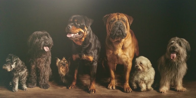 Centro Clínico Veterinario de Jaca