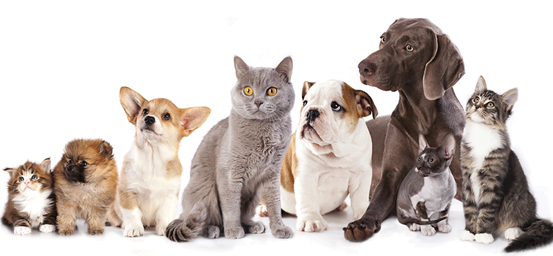 Clínica Veterinaria Canalejas