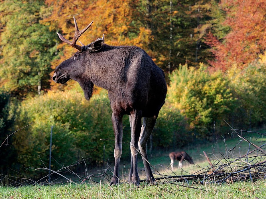 Wildnispark Zürich Langenberg fotoğraf 1
