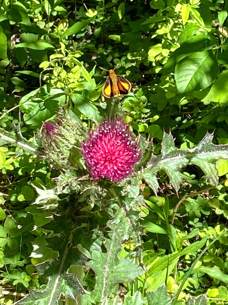 Guilford Meadows Disc Golf Course photo 4