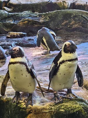 Two Oceans Aquarium