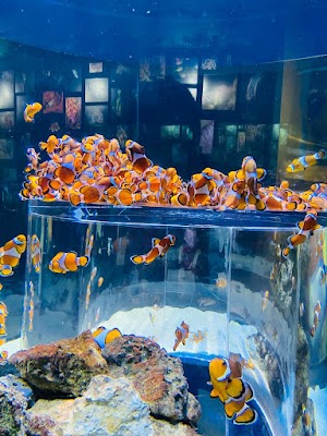 Two Oceans Aquarium