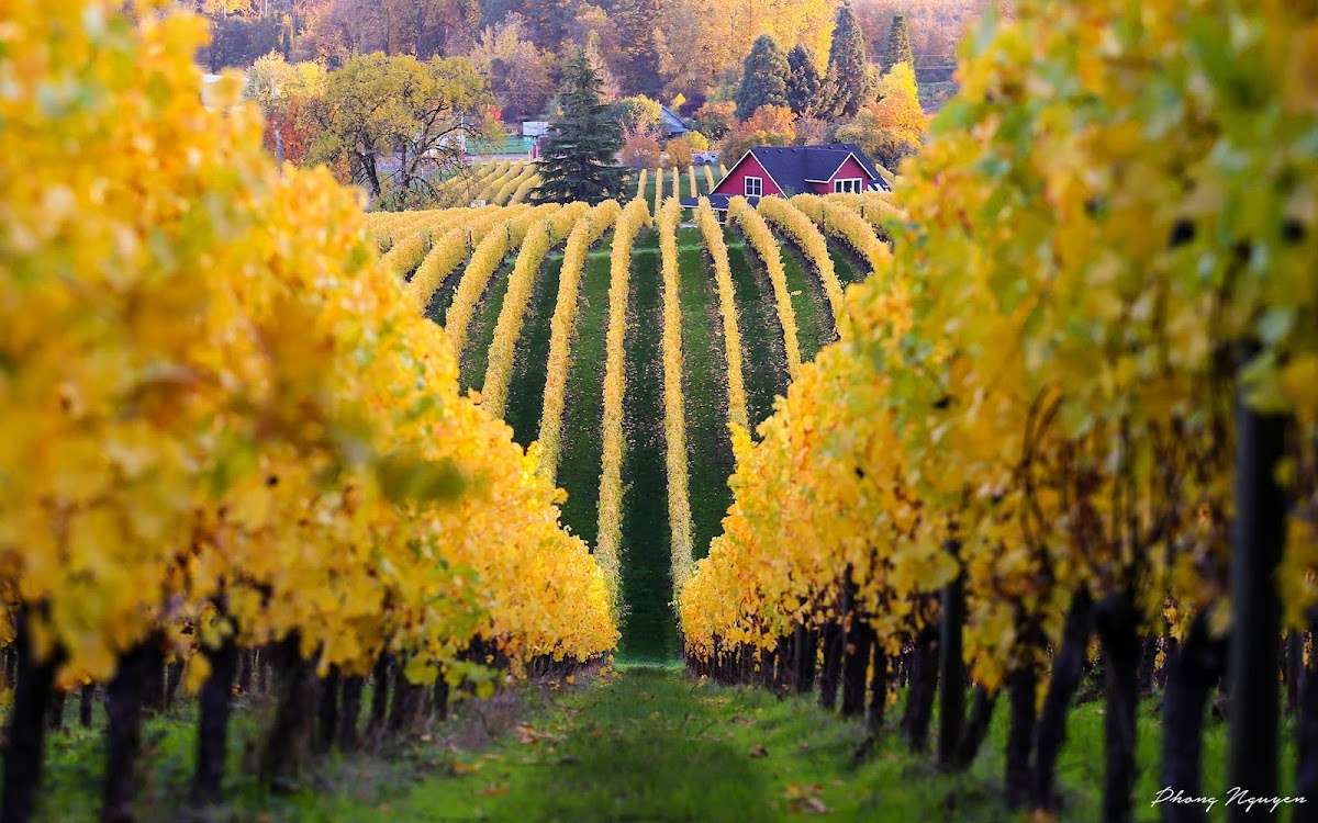 Sokol Blosser Winery