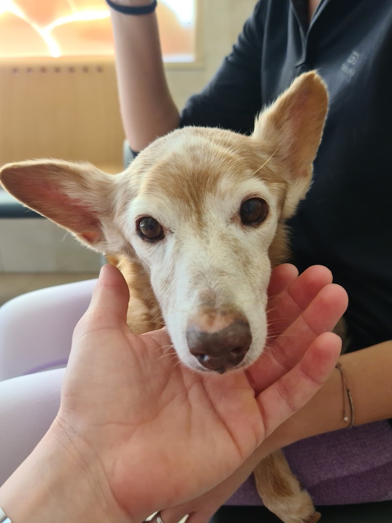 Clínica Veterinaria Los Olivos