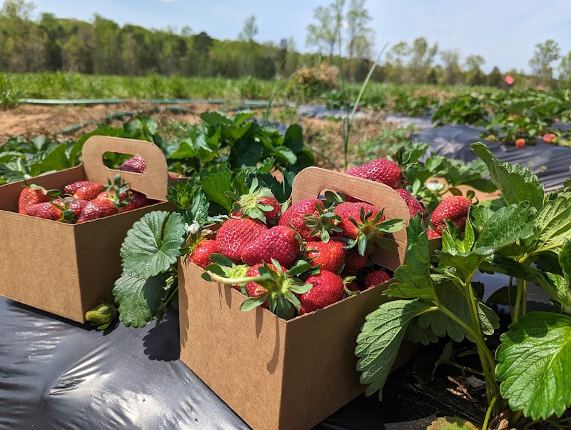 Hall Family Farm - Photo 4