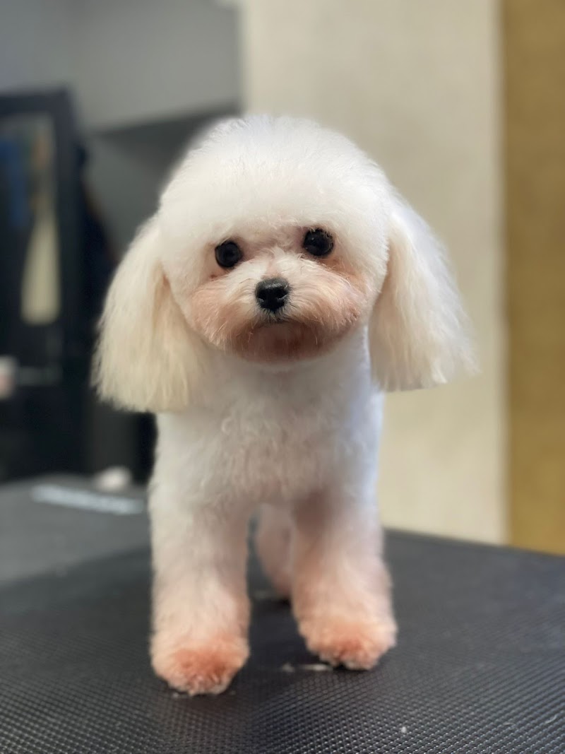 The Fur Salon - Dog Grooming Amsterdam