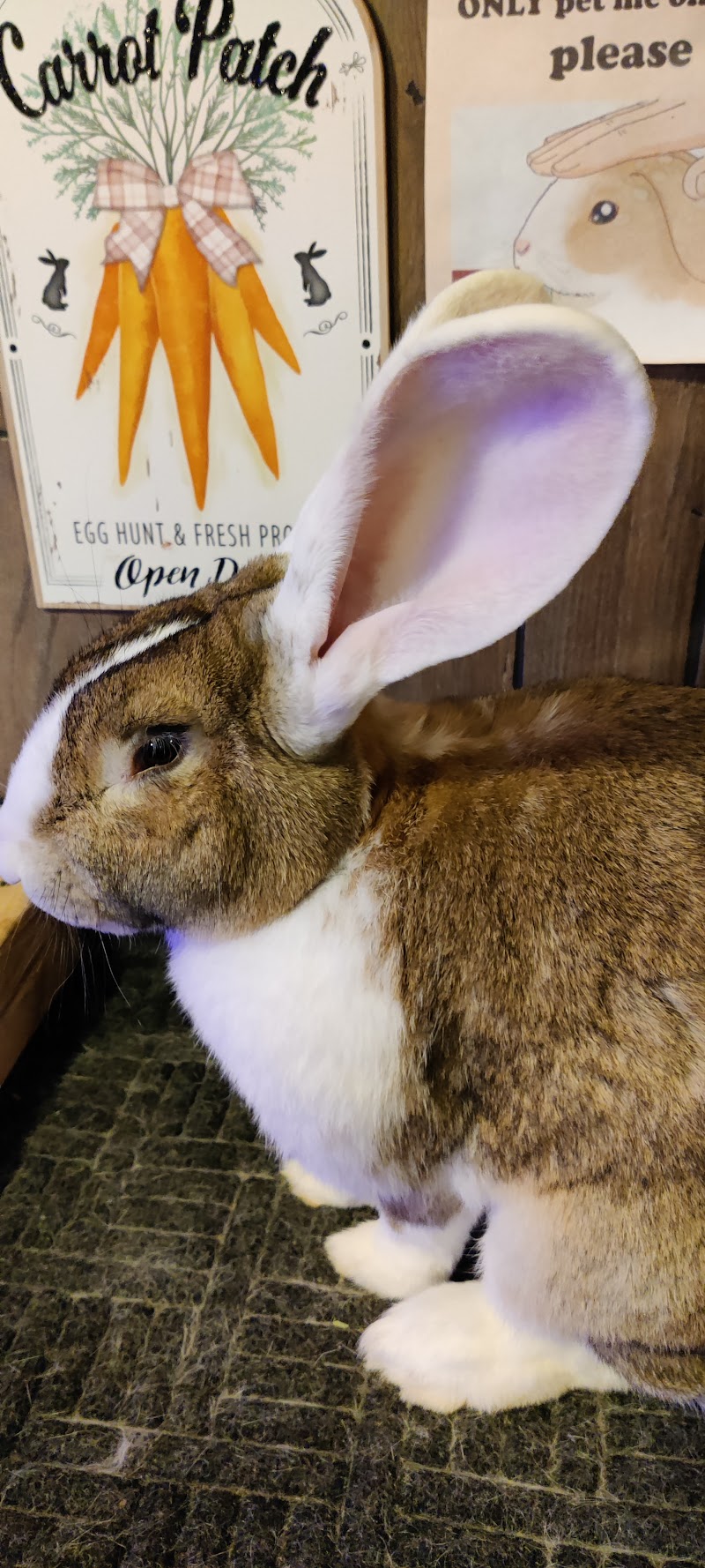 Putt -N- Play photo 3