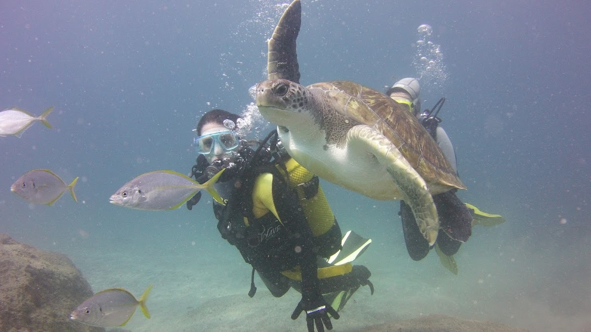 Scuba Courses in Costa Adeje