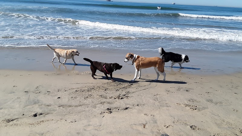 Dog Beach in Huntington Beach