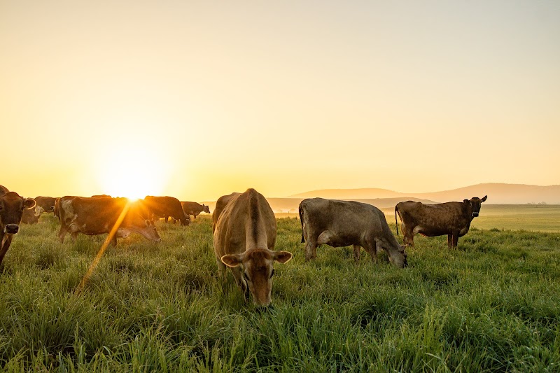 The Family Cow photo 3