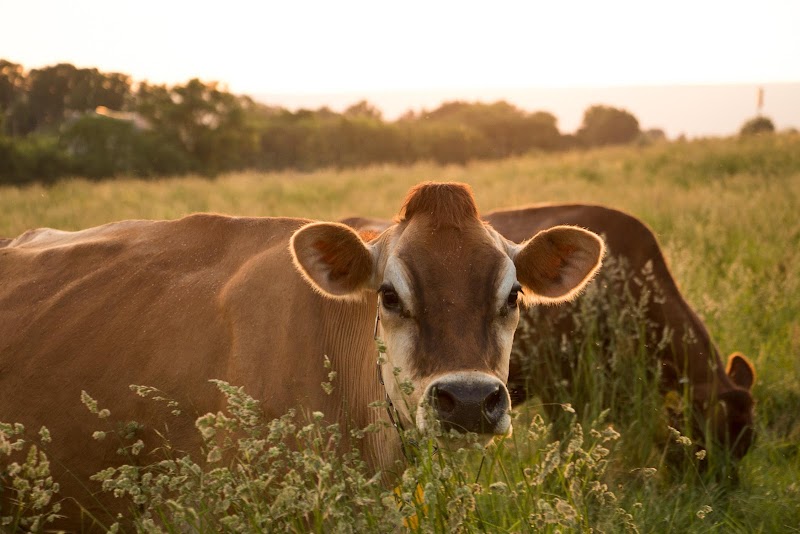 The Family Cow photo 1