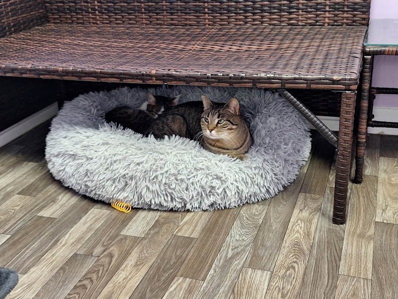Cozy Cats Cafe photo 3