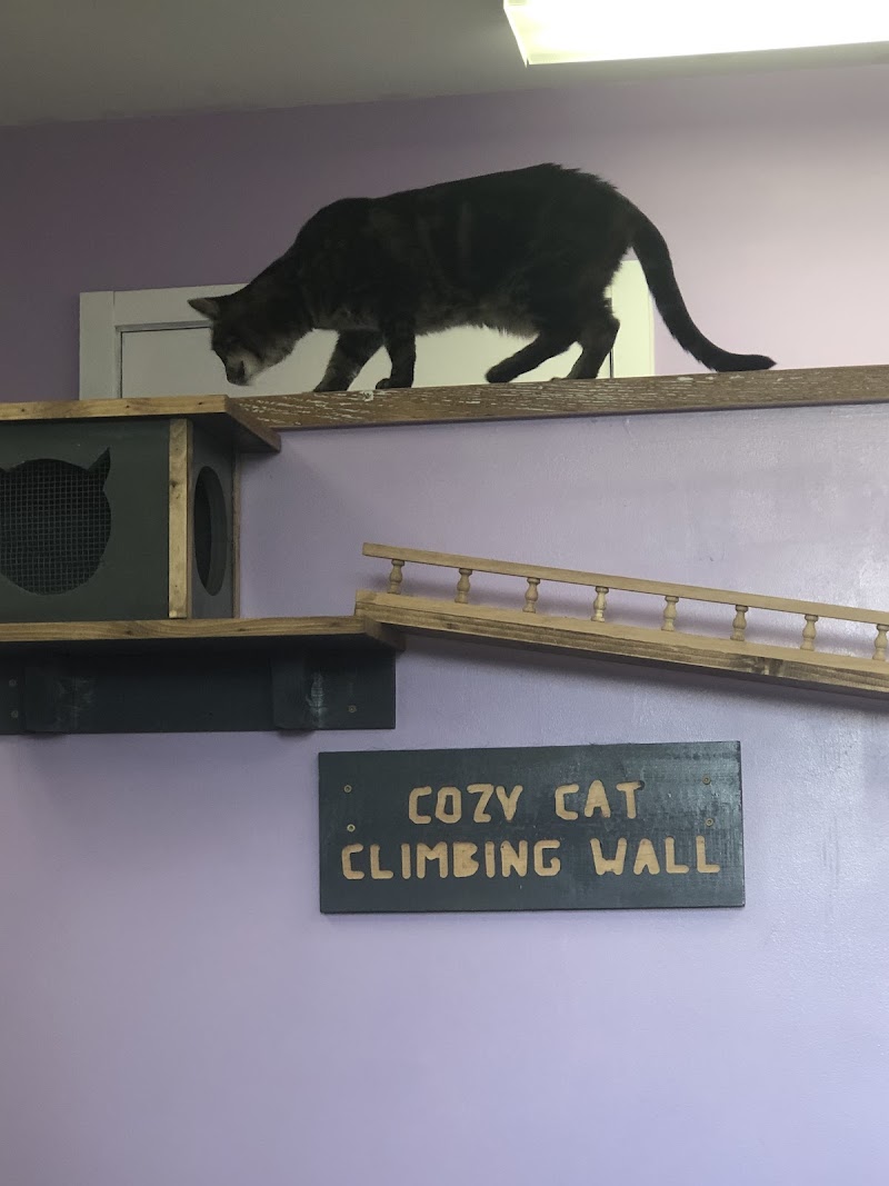 Cozy Cats Cafe photo 4