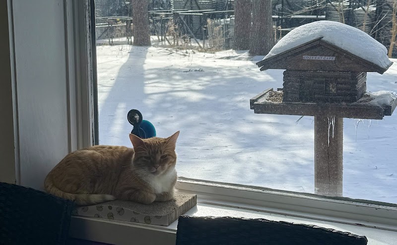 Cozy Cats Cafe photo 4